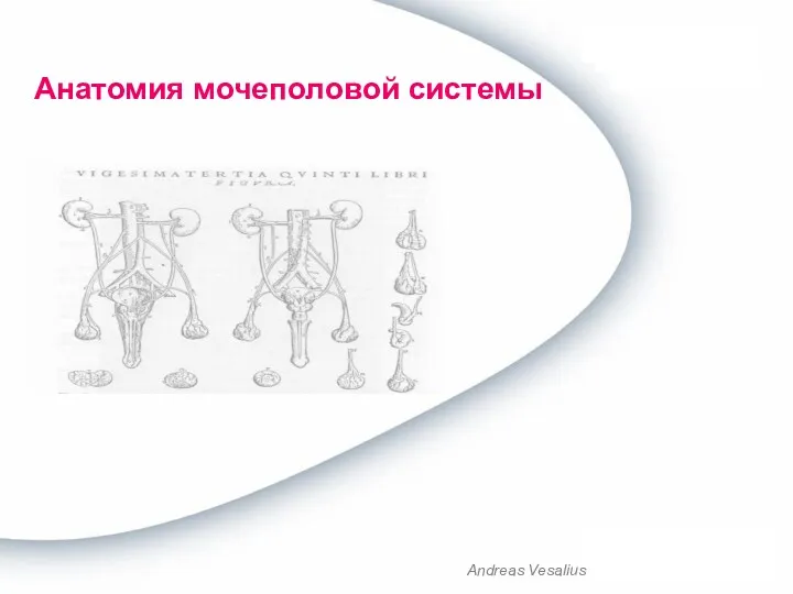 Andreas Vesalius Анатомия мочеполовой системы