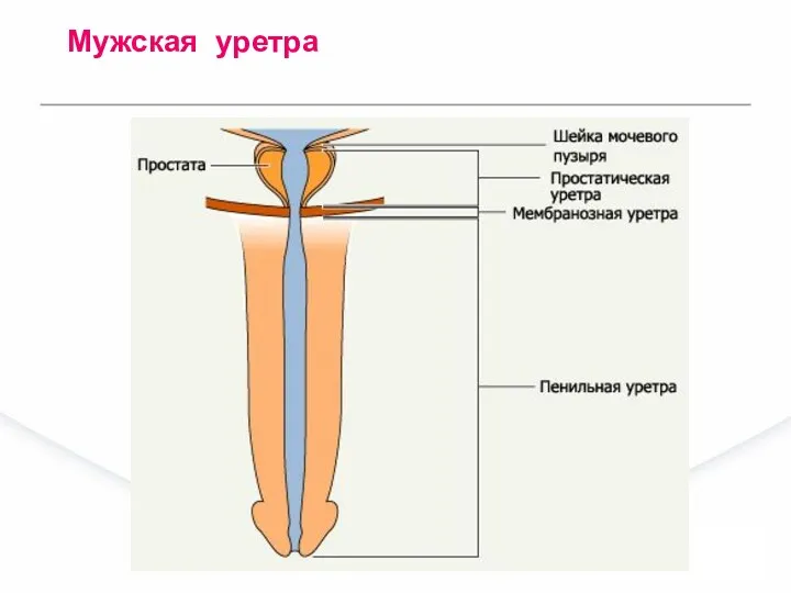 Мужская уретра