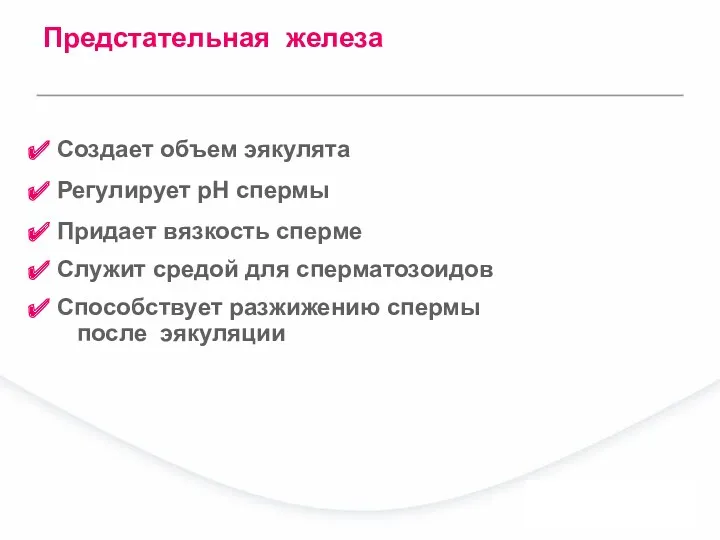 Создает объем эякулята Регулирует pH спермы Придает вязкость сперме Служит