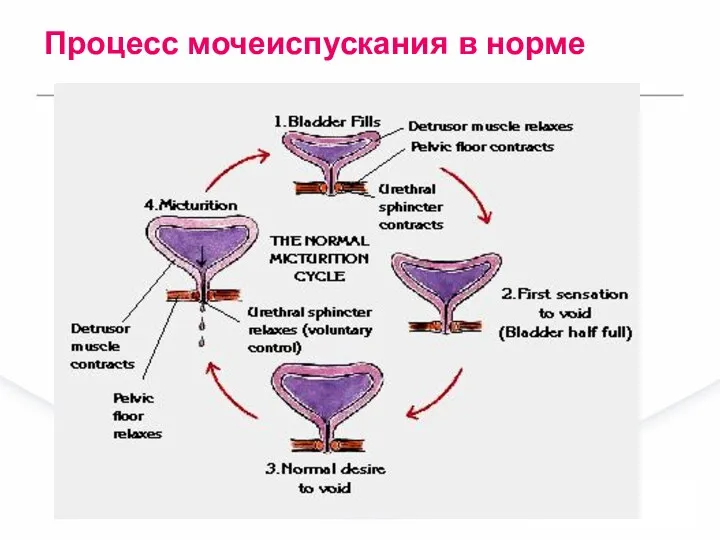 Процесс мочеиспускания в норме