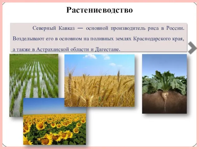 Растениеводство Район лиди­рует в России по площади посевов озимой пшеницы,
