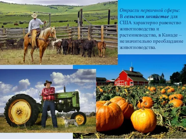 Отрасли первичной сферы: В сельском хозяйстве для США характерно равенство