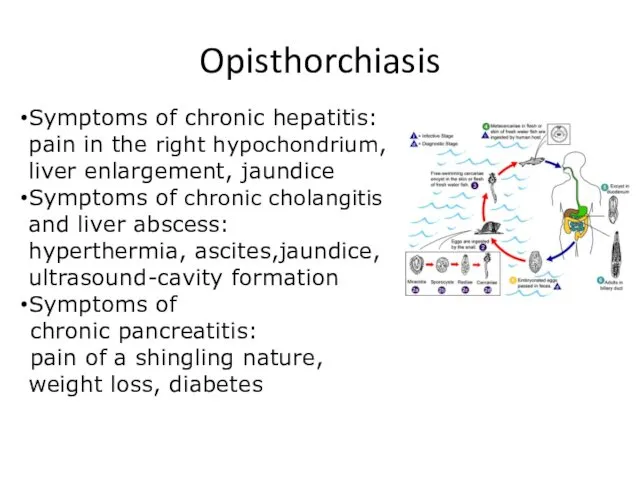 Opisthorchiasis Symptoms of chronic hepatitis: pain in the right hypochondrium, liver enlargement, jaundice