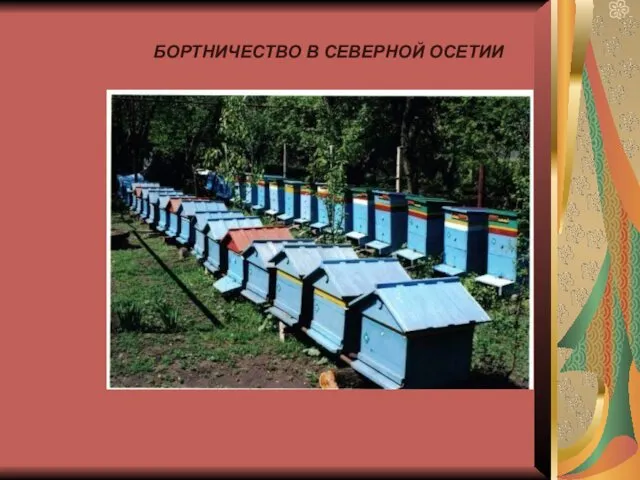 БОРТНИЧЕСТВО В СЕВЕРНОЙ ОСЕТИИ