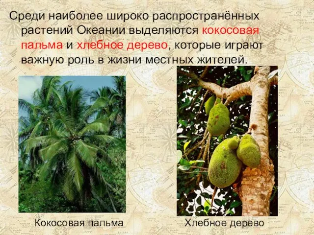 Кокосовая пальма Хлебное дерево Среди наиболее широко распространённых растений Океании выделяются кокосовая пальма