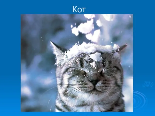 Кот