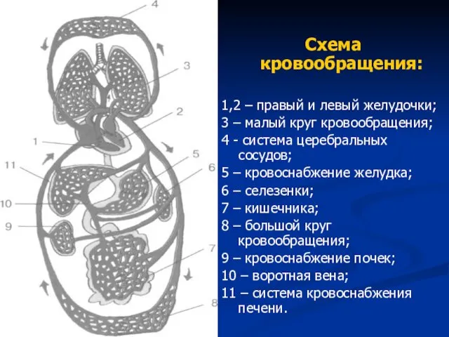 Схема кровообращения: 1,2 – правый и левый желудочки; 3 –