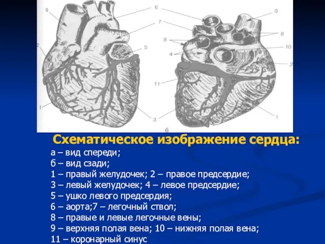 Схематическое изображение сердца: а – вид спереди; б – вид