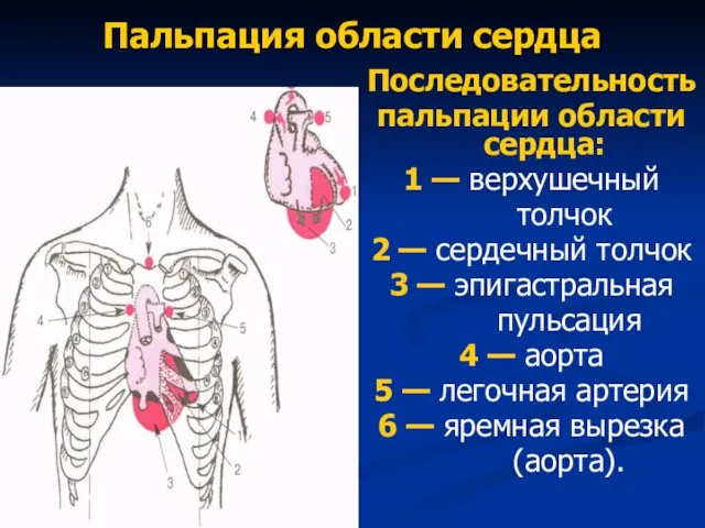 Пальпация области сердца Последовательность пальпации области сердца: 1 — верхушечный