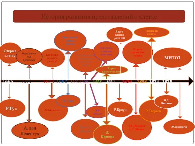 История развития представлений о клетке 1665 1674 1675 1682 1802,1809 1825 1831 1839
