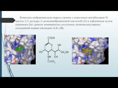 Комплекс нейраминидазы вируса гриппа с известным ингибитором N-ацетил-2,3-дегидро-2-деоксинейраминовой кислотой (А) и найденным путем