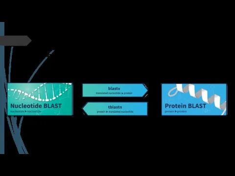 BLAST находит области сходства между биологическими последовательностями. Программа сравнивает нуклеотидные или белковые последовательности