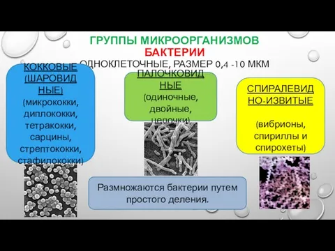 ГРУППЫ МИКРООРГАНИЗМОВ БАКТЕРИИ ОДНОКЛЕТОЧНЫЕ, РАЗМЕР 0,4 -10 МКМ КОК­КО­ВЫЕ (ША­РОВИД­НЫЕ)