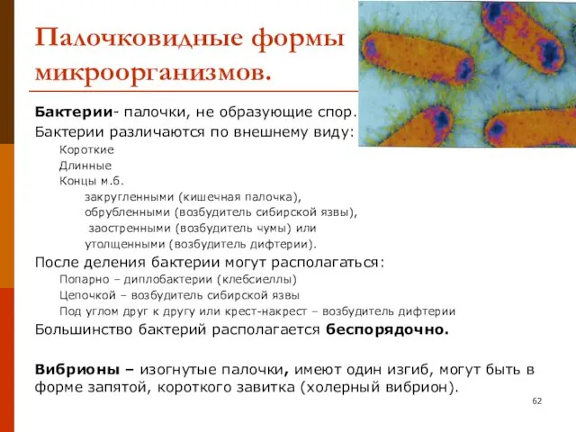 Палочковидные формы микроорганизмов. Бактерии- палочки, не образующие спор. Бактерии различаются