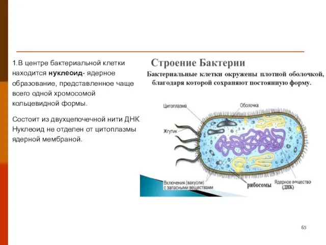 1.В центре бактериальной клетки находится нуклеоид- ядерное образование, представленное чаще