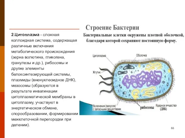 2.Цитоплазма - сложная коллоидная система, содержащая различные включения метаболического происхождения