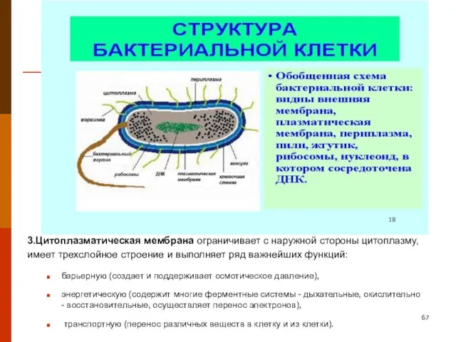 3.Цитоплазматическая мембрана ограничивает с наружной стороны цитоплазму, имеет трехслойное строение