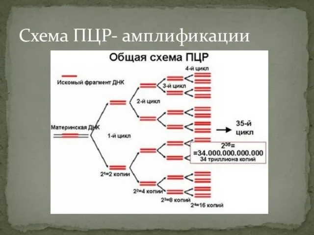 Схема ПЦР- амплификации