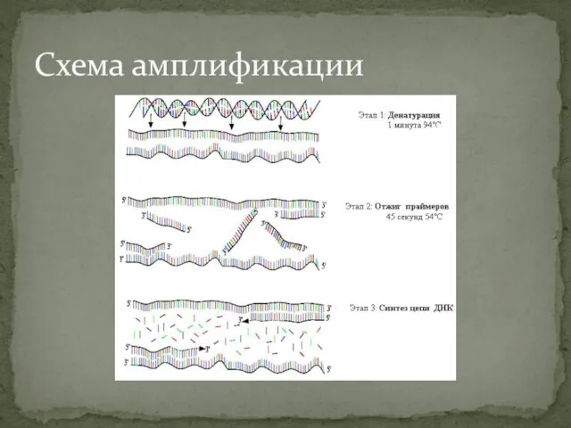 Схема амплификации