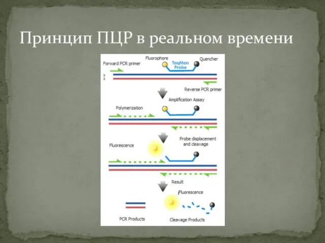 Принцип ПЦР в реальном времени