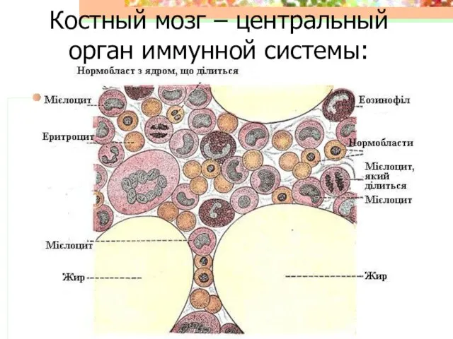Костный мозг – центральный орган иммунной системы: