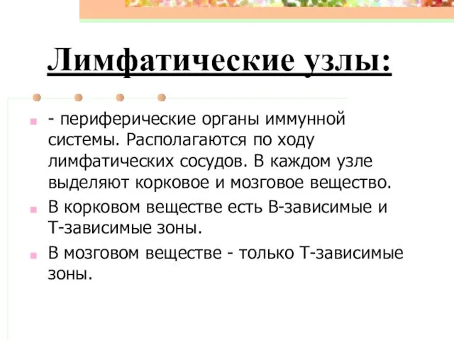 Лимфатические узлы: - периферические органы иммунной системы. Располагаются по ходу лимфатических сосудов. В