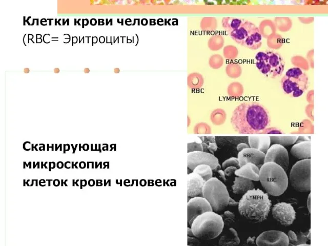 Клетки крови человека (RBC= Эритроциты) Сканирующая микроскопия клеток крови человека