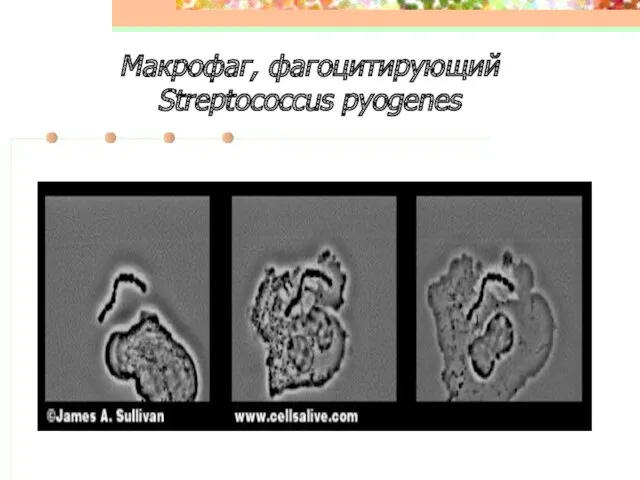 Макрофаг, фагоцитирующий Streptococcus pyogenes