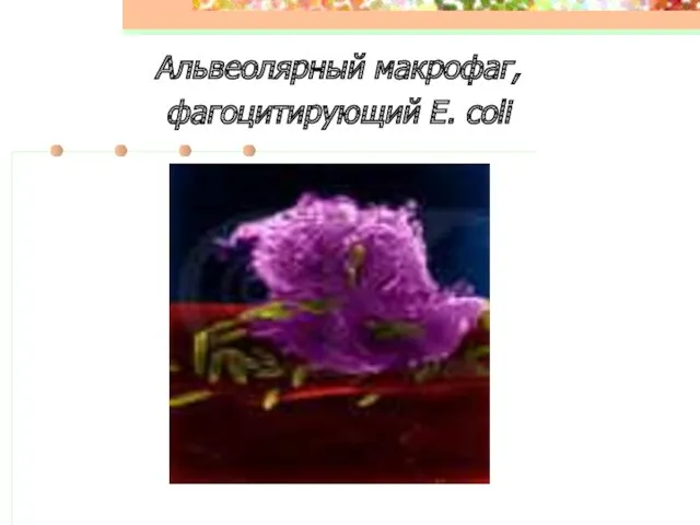 Альвеолярный макрофаг, фагоцитирующий E. coli