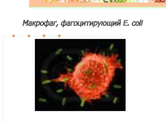 Макрофаг, фагоцитирующий E. coli