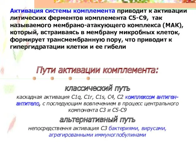 Активация системы комплемента приводит к активации литических ферментов комплемента С5-С9, так называемого мембрано-атакующего