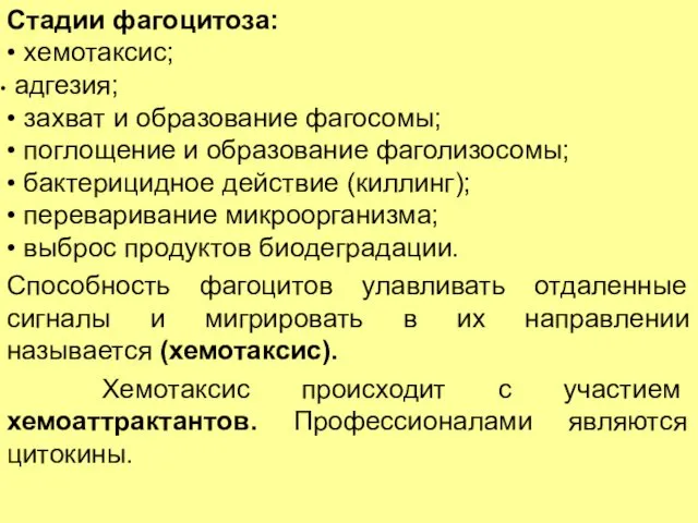 Стадии фагоцитоза: • хемотаксис; адгезия; • захват и образование фагосомы;