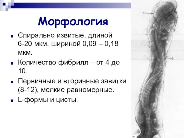 Морфология Cпирально извитые, длиной 6-20 мкм, шириной 0,09 – 0,18