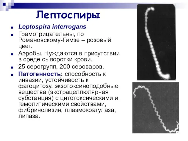 Лептоспиры Leptospira interrogans Грамотрицательны, по Романовскому-Гимзе – розовый цвет. Аэробы.