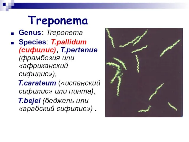 Treponema Genus: Treponema Species: T.pallidum (сифилис), T.pertenue (фрамбезия или «африканский