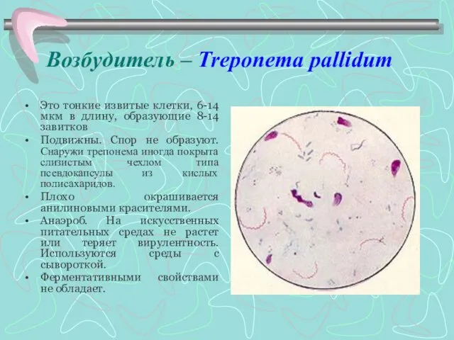 Возбудитель – Treponema pallidum Это тонкие извитые клетки, 6-14 мкм в длину, образующие