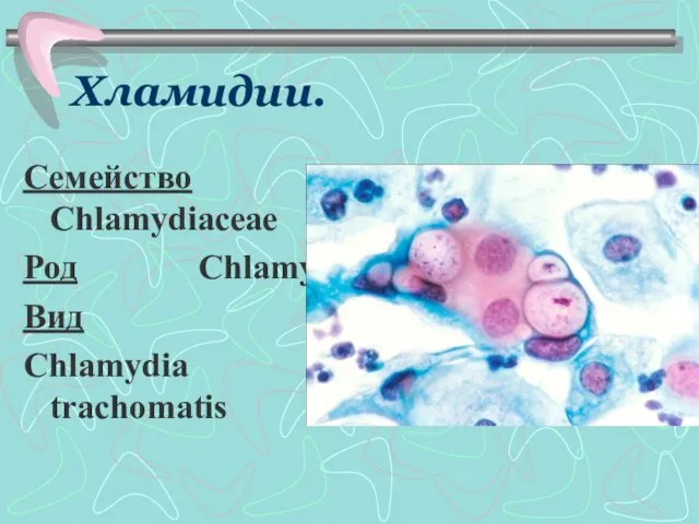Хламидии. Семейство Chlamydiaceae Род Chlamydia Вид Chlamydia trachomatis