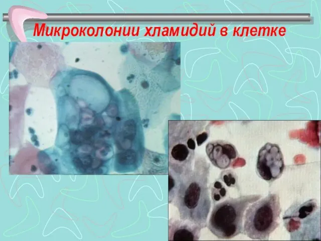 Микроколонии хламидий в клетке