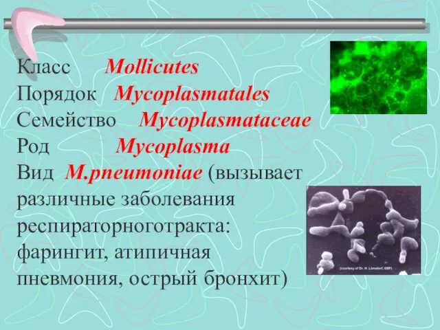 Класс Mollicutes Порядок Mycoplasmatales Семейство Mycoplasmataceae Род Mycoplasma Вид M.pneumoniae (вызывает различные заболевания