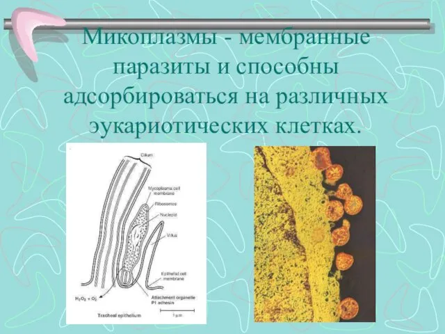 Микоплазмы - мембранные паразиты и способны адсорбироваться на различных эукариотических клетках.