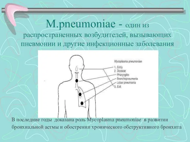 M.pneumoniae - один из распространенных возбудителей, вызывающих пневмонии и другие инфекционные заболевания дыхательных