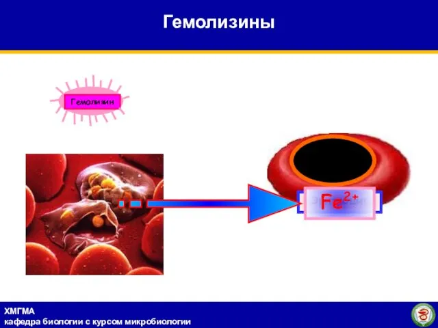 Эритроцит Fe2+ Гемолизины