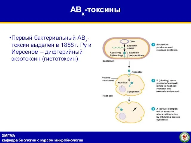 Первый бактериальный АВх-токсин выделен в 1888 г. Ру и Иерсеном – дифтерийный экзотоксин (гистотоксин) АВх-токсины