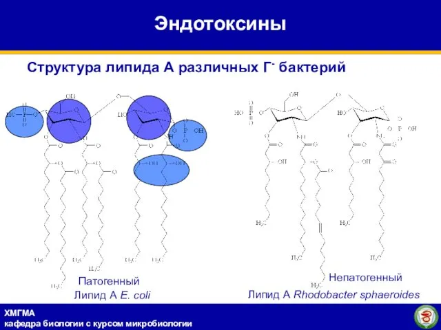 Липид А E. coli Липид А Rhodobacter sphaeroides Патогенный Непатогенный