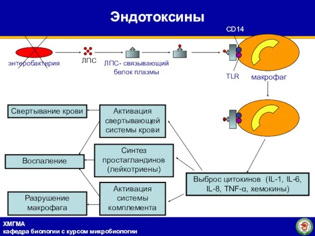 Эндотоксины CD14 TLR Выброс цитокинов (IL-1, IL-6, IL-8, TNF-α, хемокины)