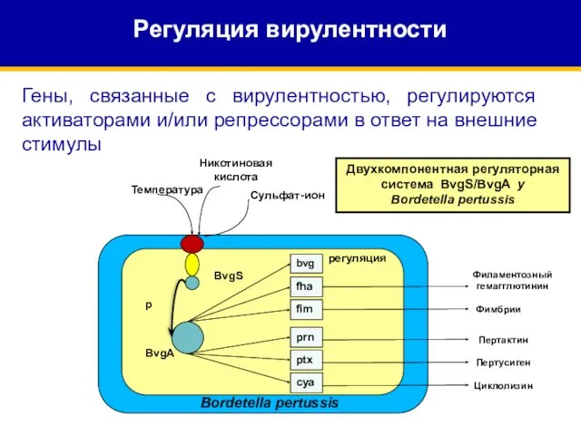 Гены, связанные с вирулентностью, регулируются активаторами и/или репрессорами в ответ