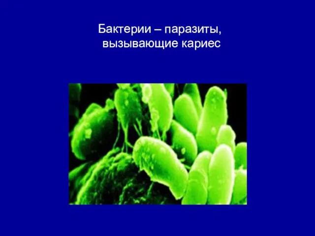 Бактерии – паразиты, вызывающие кариес