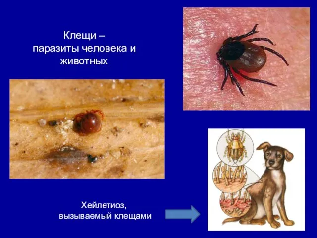 Клещи – паразиты человека и животных Хейлетиоз, вызываемый клещами