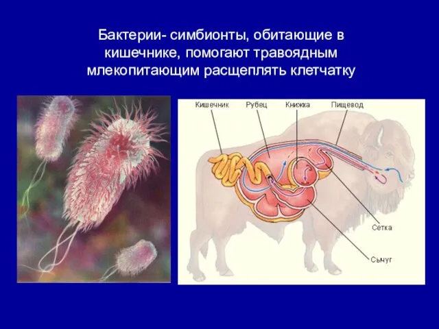 Бактерии- симбионты, обитающие в кишечнике, помогают травоядным млекопитающим расщеплять клетчатку