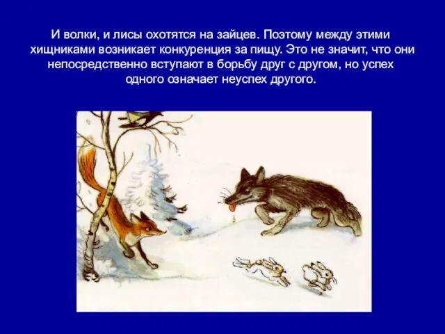 И волки, и лисы охотятся на зайцев. Поэтому между этими